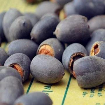 Semi di loto in vaso bonsai (colori misti) 