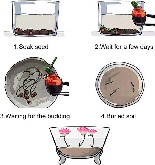 Semi di loto in vaso bonsai (colori misti) 