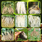 Fertilizzante a radicazione rapida 