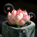 🔥 Langzaam vrijkomende meststof in tabletvorm voor Plants🌱