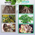 Voedingsoplossing idroponico per piante di grandi dimensioni