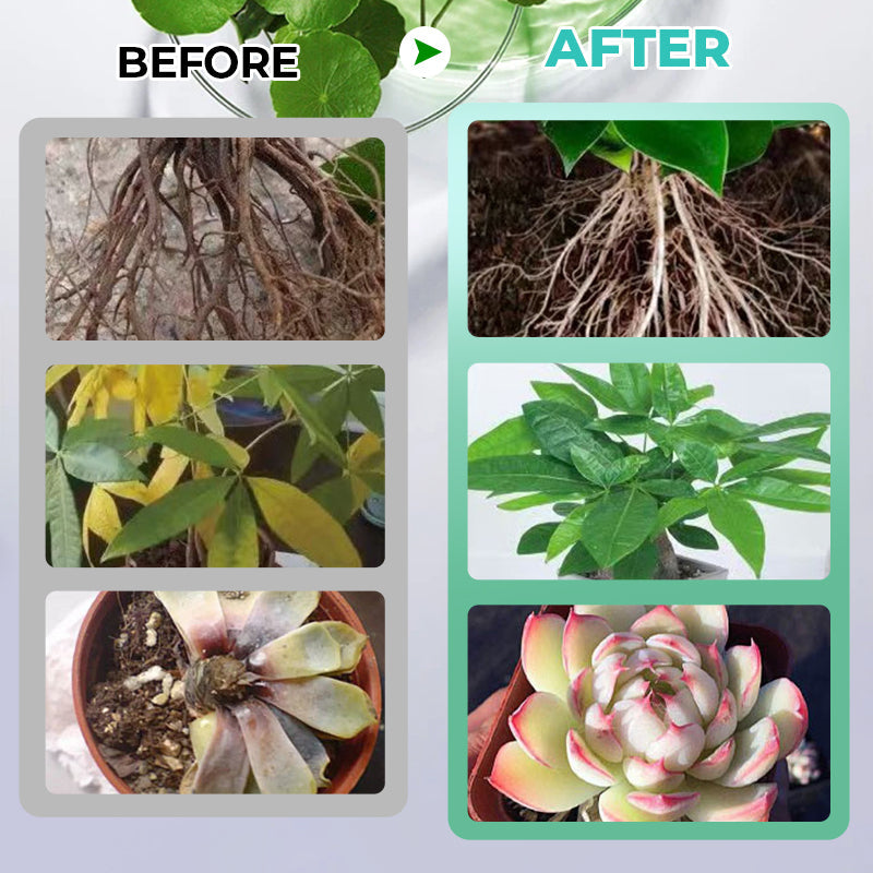 Voedingsoplossing idroponico per piante di grandi dimensioni