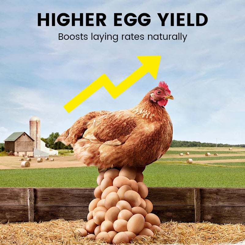 Voedingsupplement per una migliore produzione di uova