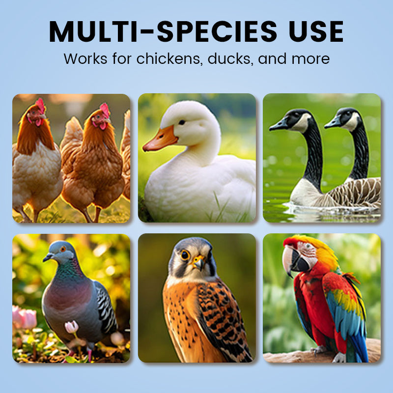 Voedingsupplement per una migliore produzione di uova