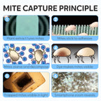 Huisstofmijt Vangvel