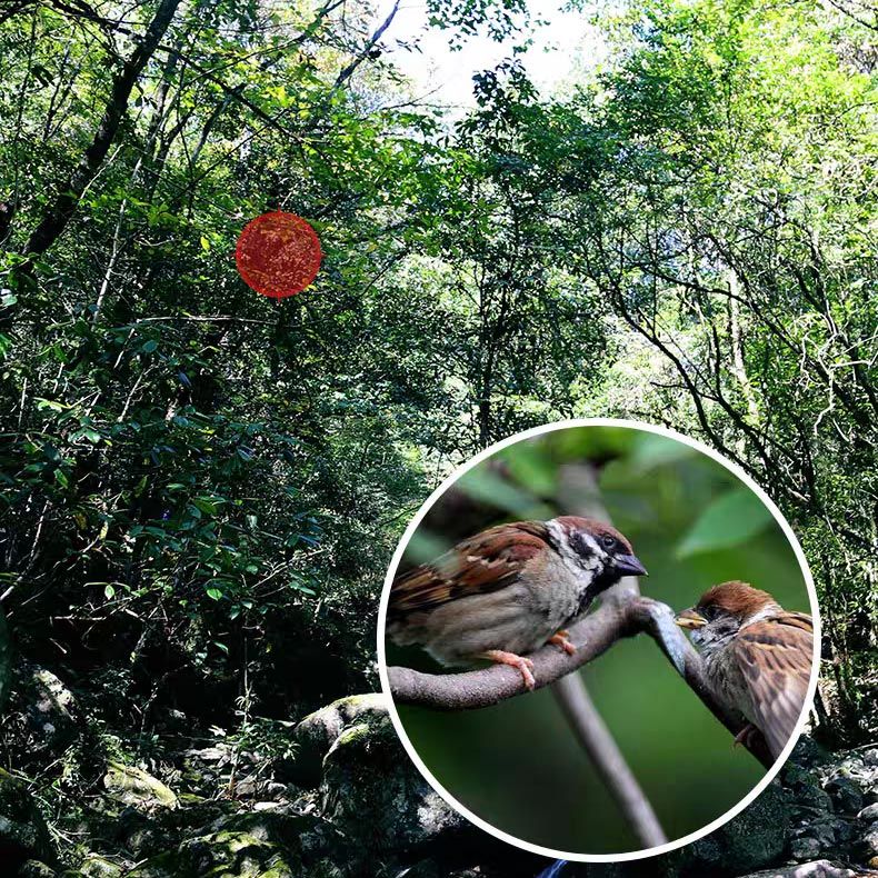 Telescopio monoculare 4K 8-40x40 mm con super teleobiettivo e zoom 