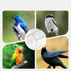 🎁OFFERTA SPECIALE (50% DI SCONTO)🔥Mangiatoia esterna retrattile per pappagalli