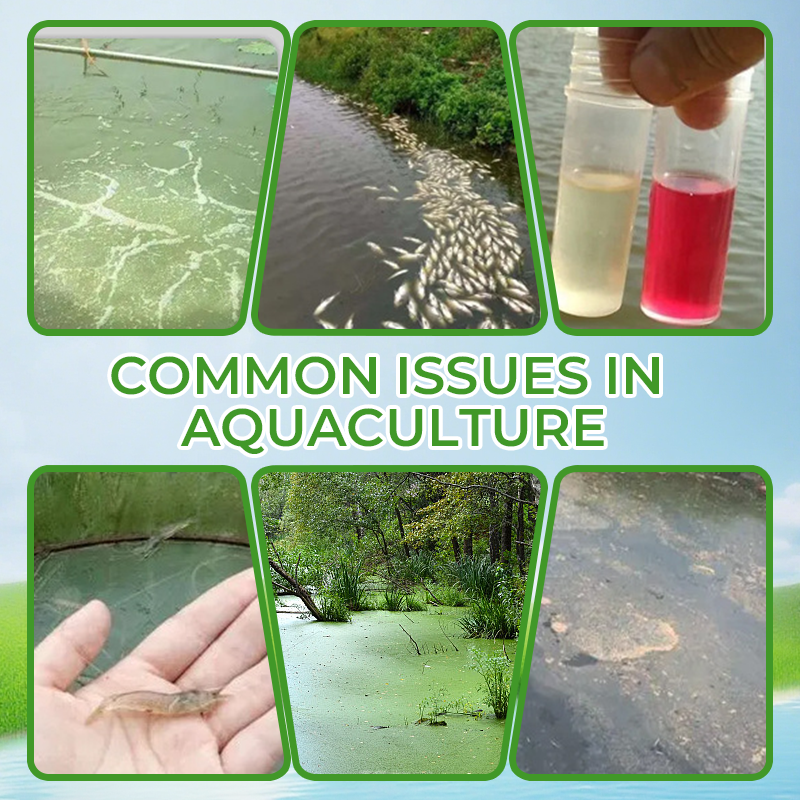 Integratore alimentare multifunzionale in polvere per l'acquacoltura 🌊🐟✨