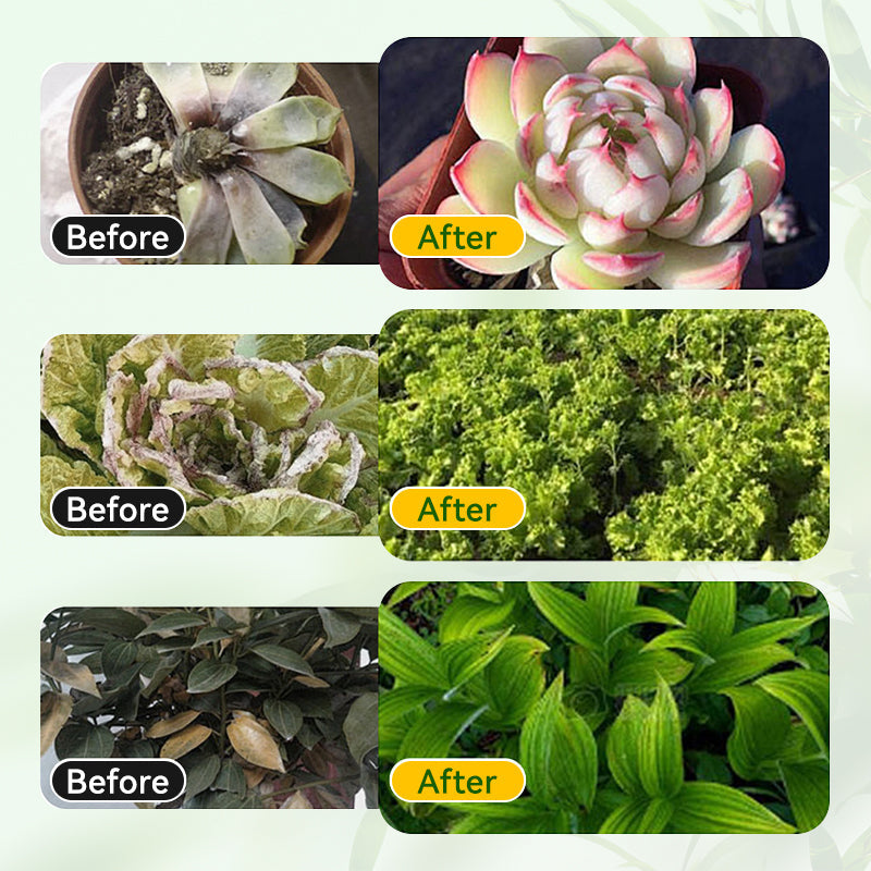 Soluzione nutritiva generale per le radici delle piante