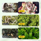 Soluzione nutritiva generale per le radici delle piante