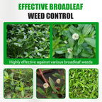 Erbicida altamente efficace contro le erbe infestanti a foglia larga