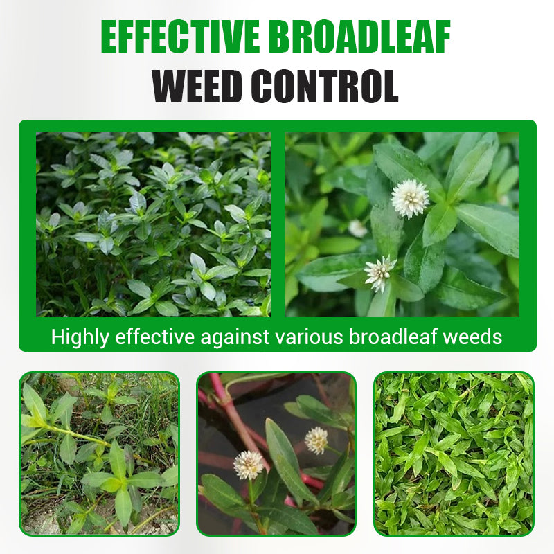 Erbicida altamente efficace contro le erbe infestanti a foglia larga