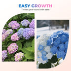 Colori misti Hortensia Zaden