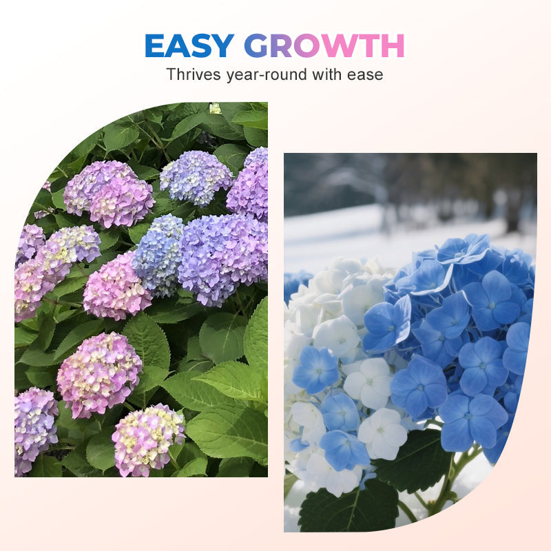 Colori misti Hortensia Zaden