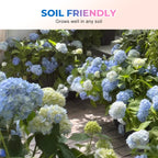 Colori misti Hortensia Zaden