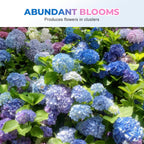 Colori misti Hortensia Zaden