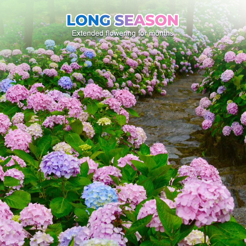 Colori misti Hortensia Zaden