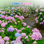 Colori misti Hortensia Zaden