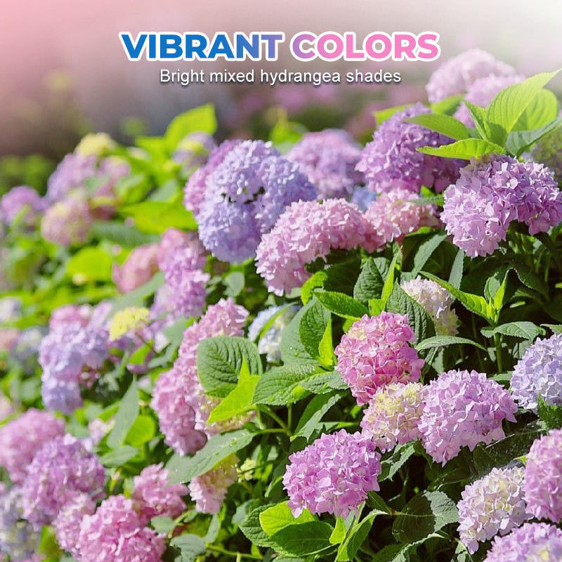 Colori misti Hortensia Zaden