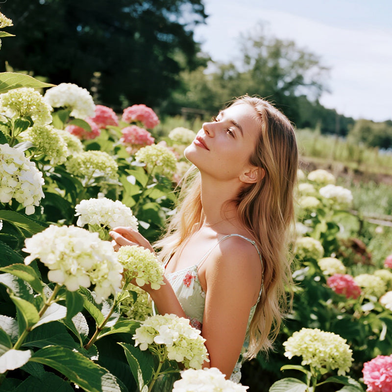 Colori misti Hortensia Zaden