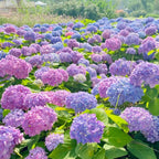 Colori misti Hortensia Zaden