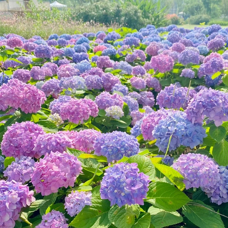 Colori misti Hortensia Zaden