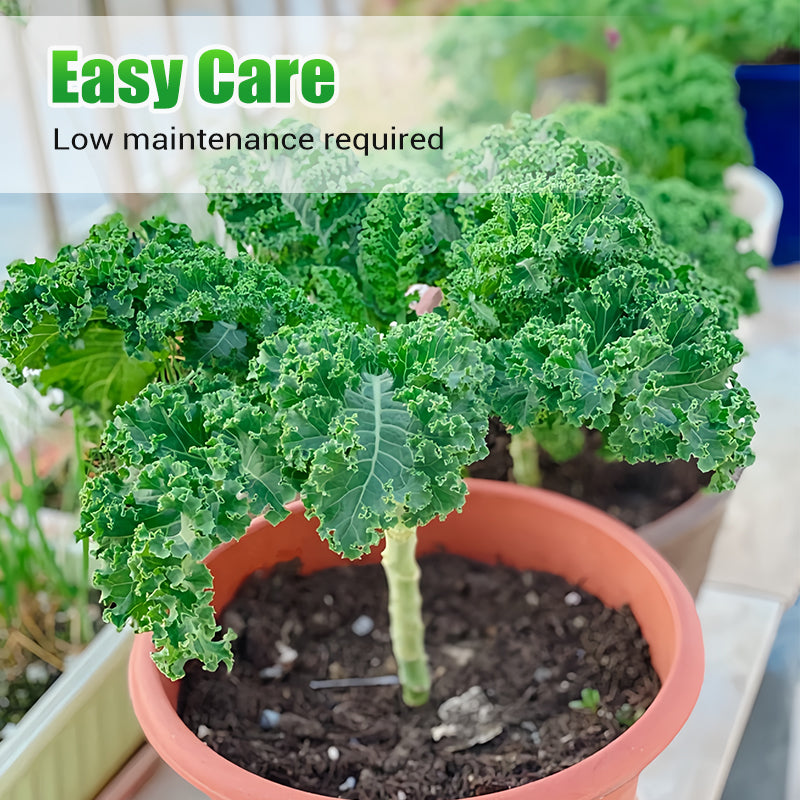 Semi di cavolo riccio commestibili non OGM