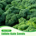 Semi di cavolo riccio commestibili non OGM