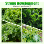 Semi di cavolo riccio commestibili non OGM