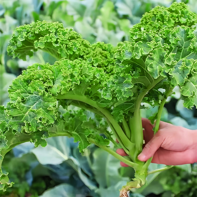 Semi di cavolo riccio commestibili non OGM