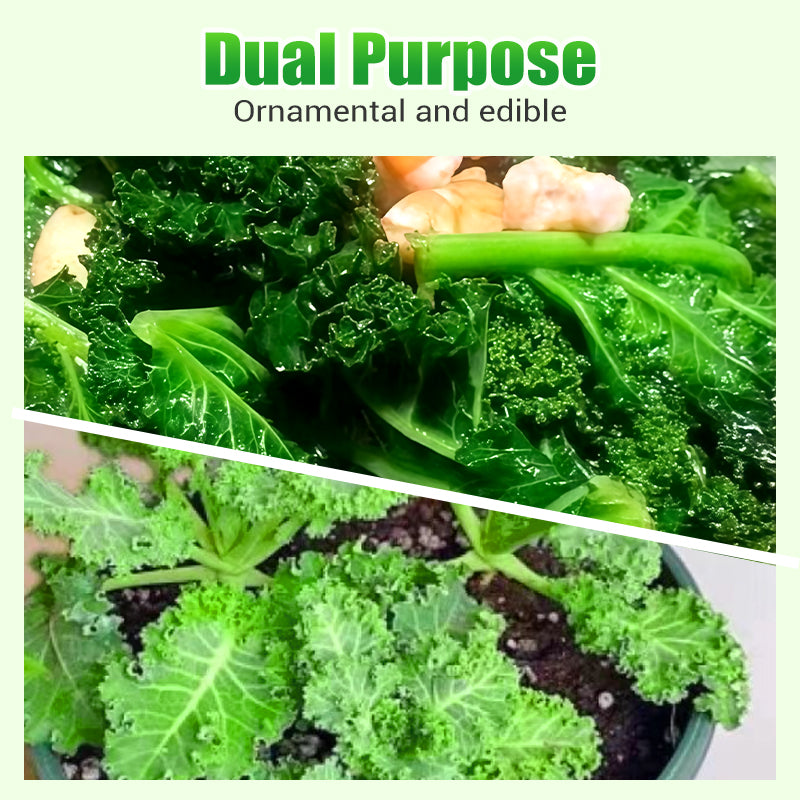 Semi di cavolo riccio commestibili non OGM