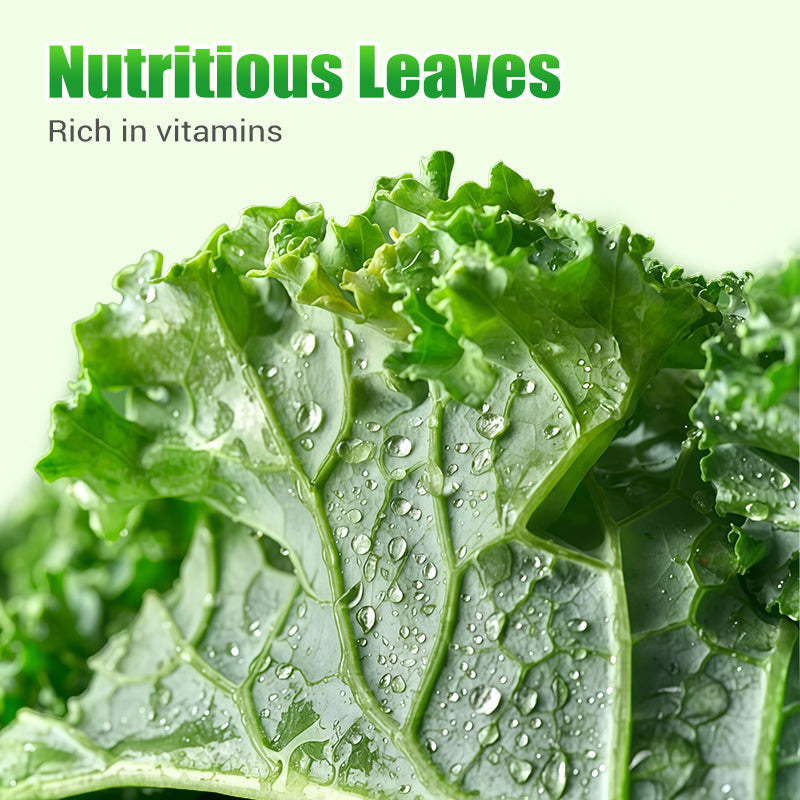 Semi di cavolo riccio commestibili non OGM