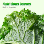 Semi di cavolo riccio commestibili non OGM