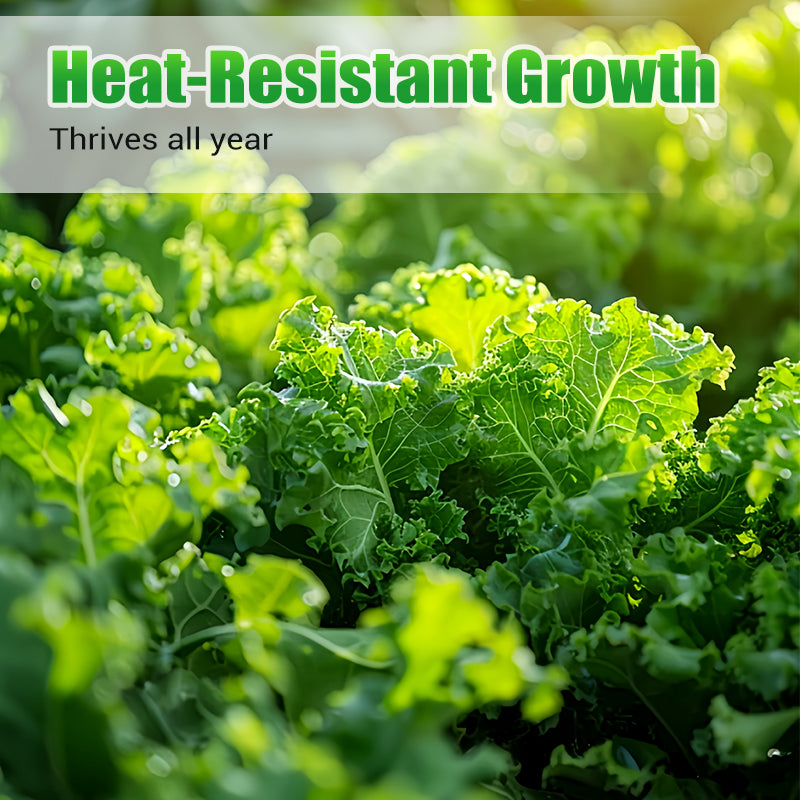 Semi di cavolo riccio commestibili non OGM