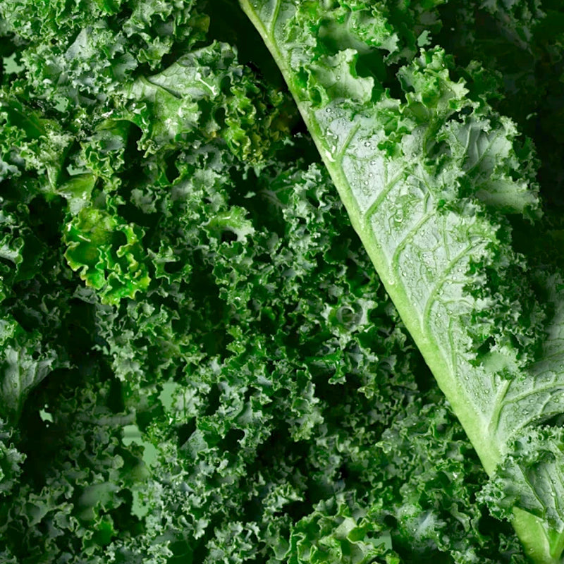 Semi di cavolo riccio commestibili non OGM