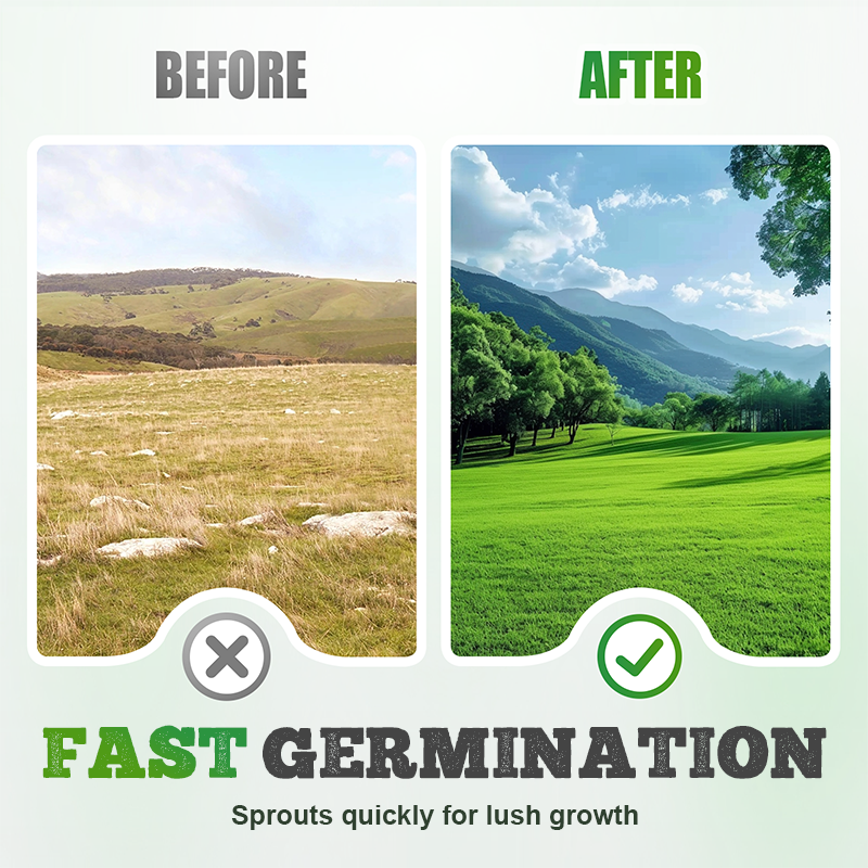 Vierseizoenen Evergreen Graszaad