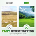 Vierseizoenen Evergreen Graszaad