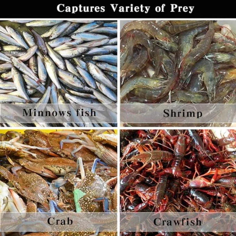 Opvouwbaar rafforza automaticamente il visnet