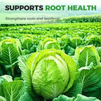 Fertilizzante premium per cavoli: favorisce la crescita