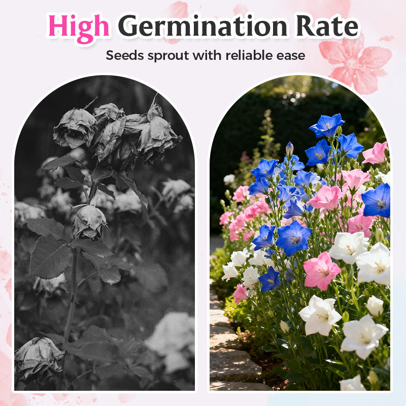 Semi misti di Lisianthus - Facili da coltivare 