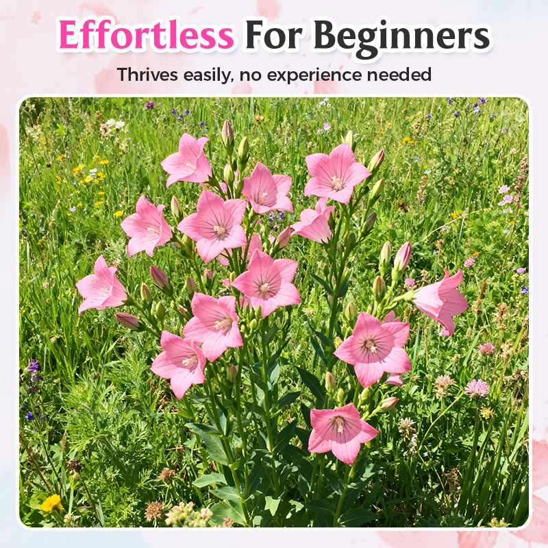 Semi misti di Lisianthus - Facili da coltivare 