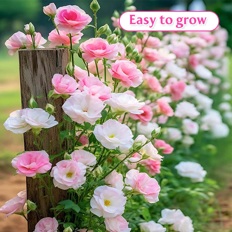 Semi misti di Lisianthus - Facili da coltivare 